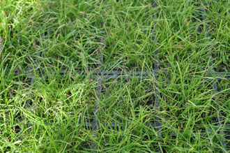Kratki ogrodowe wypełnione trawą