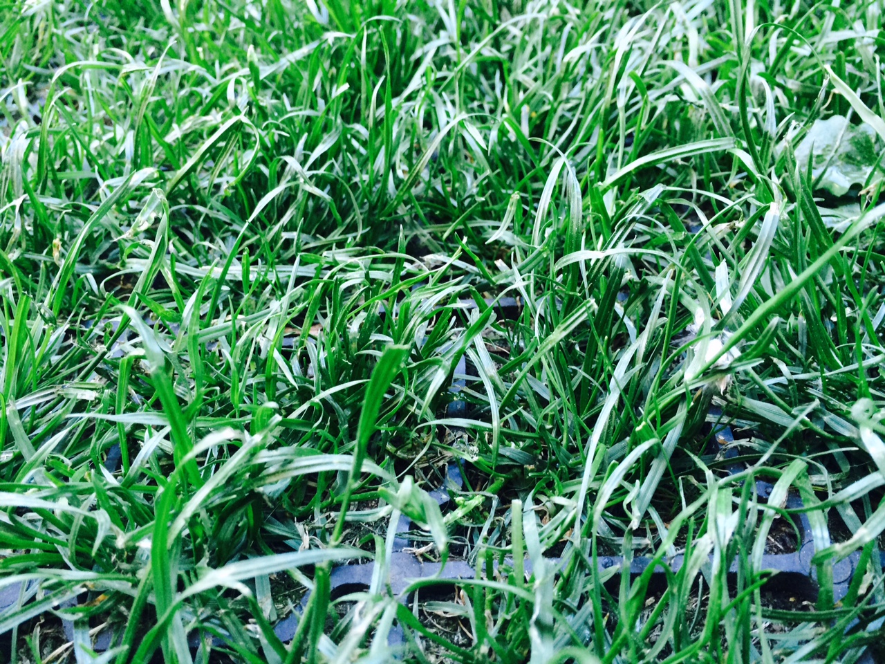 Koszenie trawnika w kratkach geoSYSTEM